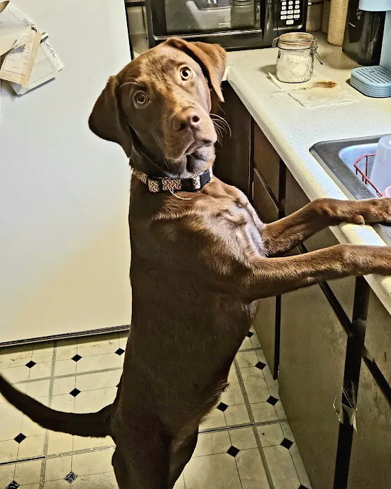 Knox Pet Clinic 2