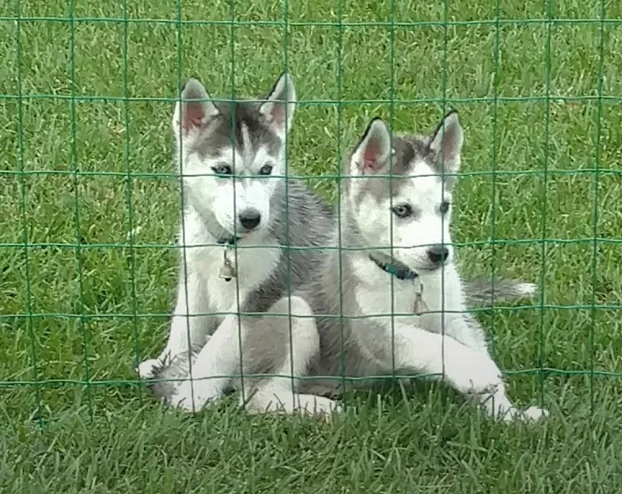 Knox Pet Clinic 10