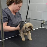 Galesburg Animal Hospital PC ico