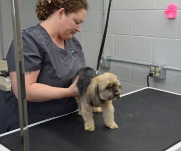 Galesburg Animal Hospital PC