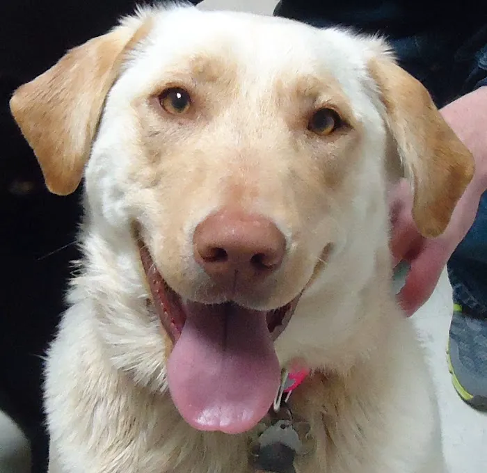 Aledo Veterinary Clinic 10