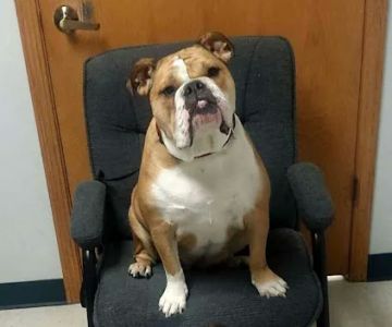 Aledo Veterinary Clinic