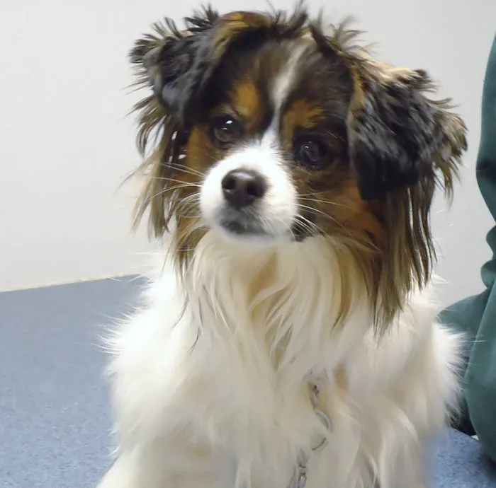 Aledo Veterinary Clinic 3