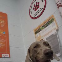 All Animal Health Care ico