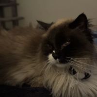 Hello Harmony Vet ico