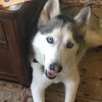 Wags and Whiskers Veterinary Service ico