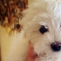 Peoria Area Veterinary Group of Chillicothe ico