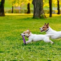 Animal Care Clinic Of Chillicothe, P.C. ico