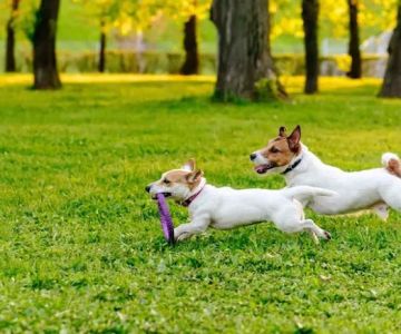 Animal Care Clinic Of Chillicothe, P.C.