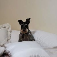 Knoxville Veterinary Service ico