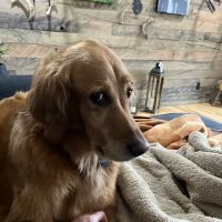 Anamosa Veterinary Clinic ico