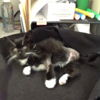 Riverside Animal Hospital ico
