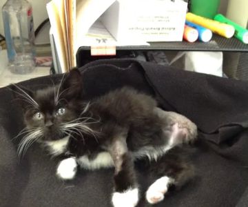 Riverside Animal Hospital