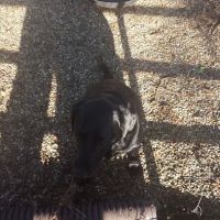 West Branch Animal Clinic ico