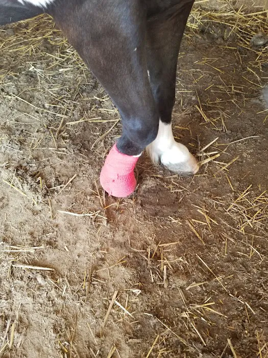Mc Nutt Equine Veterinary 1