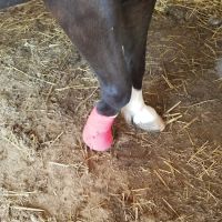 Mc Nutt Equine Veterinary ico