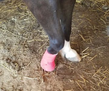 Mc Nutt Equine Veterinary