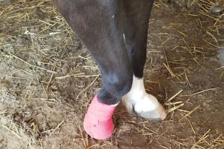 Mc Nutt Equine Veterinary