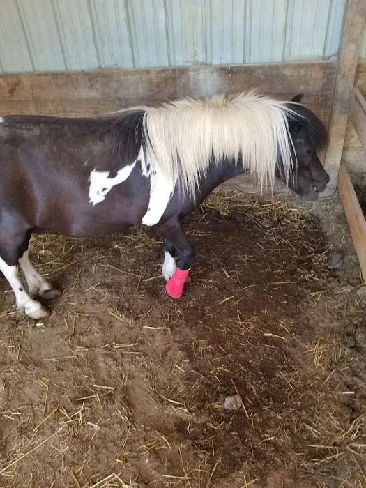 Mc Nutt Equine Veterinary 2