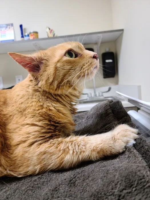 Pet Health Center of Solon 3