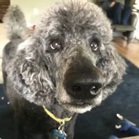 Bright Eyes & Bushy Tails Veterinary Hospital ico