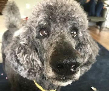 Bright Eyes & Bushy Tails Veterinary Hospital