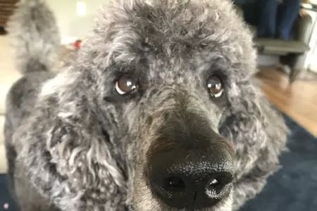 Bright Eyes & Bushy Tails Veterinary Hospital