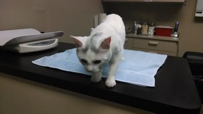 Best Friends Veterinary Care 12