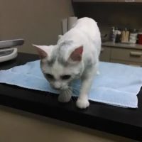 Best Friends Veterinary Care ico