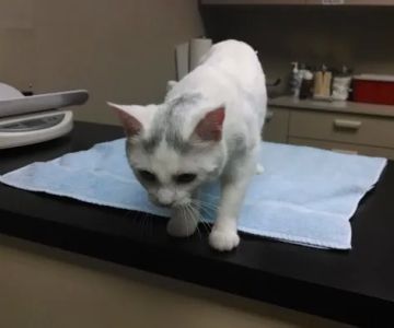 Best Friends Veterinary Care