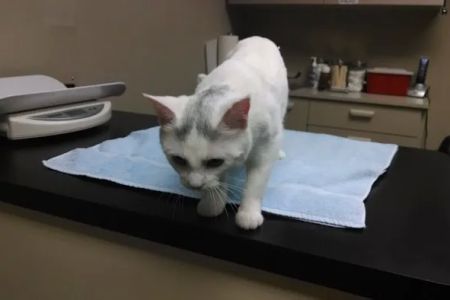 Best Friends Veterinary Care