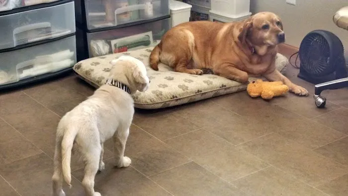Best Friends Veterinary Care 12