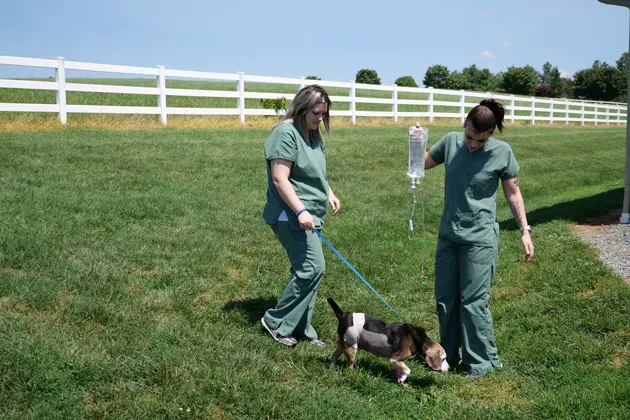 Maple Lane Veterinary Clinic 12