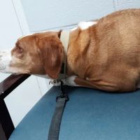Woodworth Animal Hospital ico