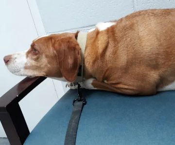 Woodworth Animal Hospital
