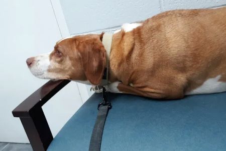 Woodworth Animal Hospital
