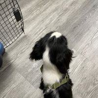 Otterdale Pet Wellness Center ico