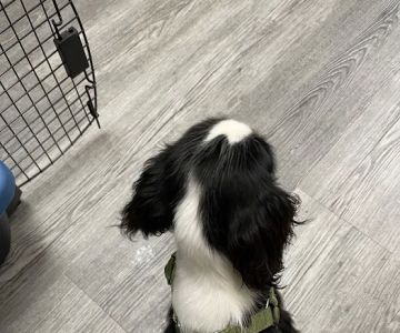 Otterdale Pet Wellness Center