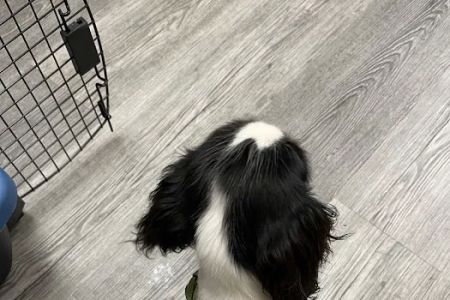 Otterdale Pet Wellness Center