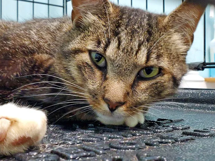 Powhatan Animal Hospital 1