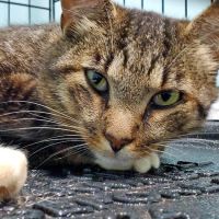 Powhatan Animal Hospital ico