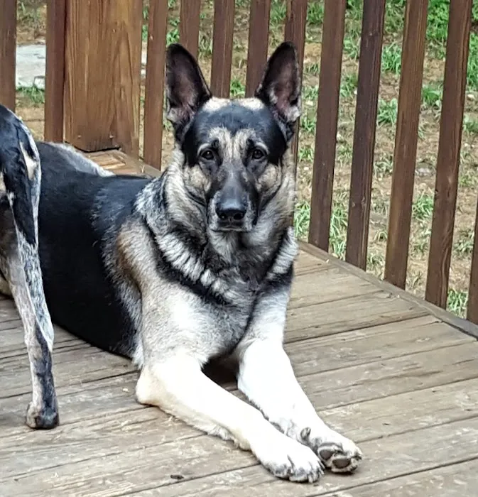 Powhatan Animal Hospital 7