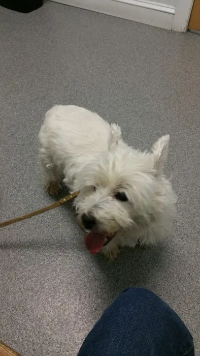 Powhatan Animal Hospital 9