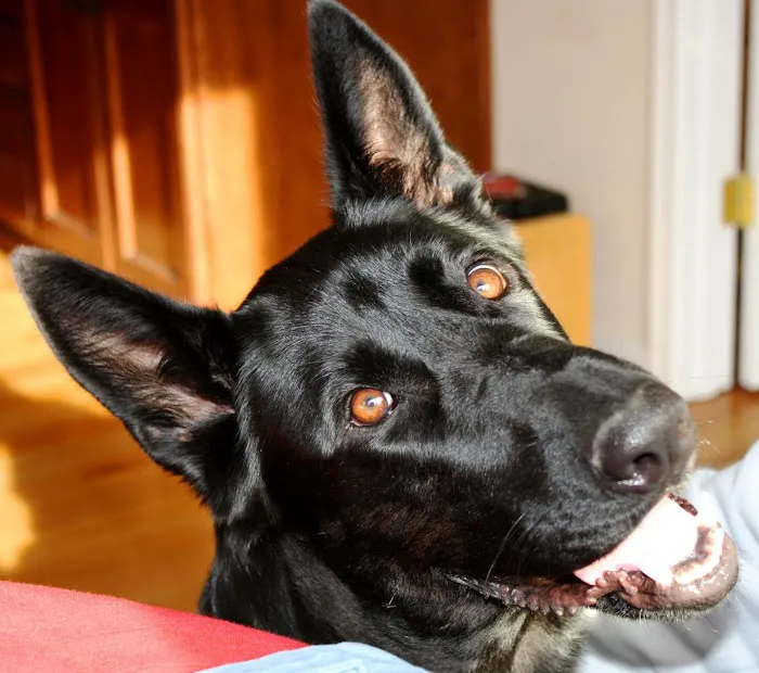 Powhatan Animal Hospital 8