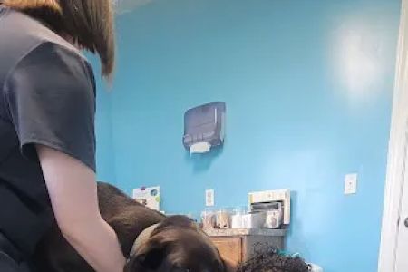 Quad-Cities Animal Hospital