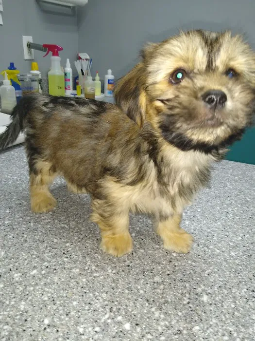 Living to Serve Veterinary Services LLC 8