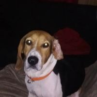 Living to Serve Veterinary Services LLC ico