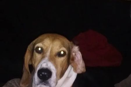 Living to Serve Veterinary Services LLC