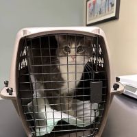Pike Veterinary Services ico