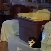 Hotaling Spay Neuter Clinic ico